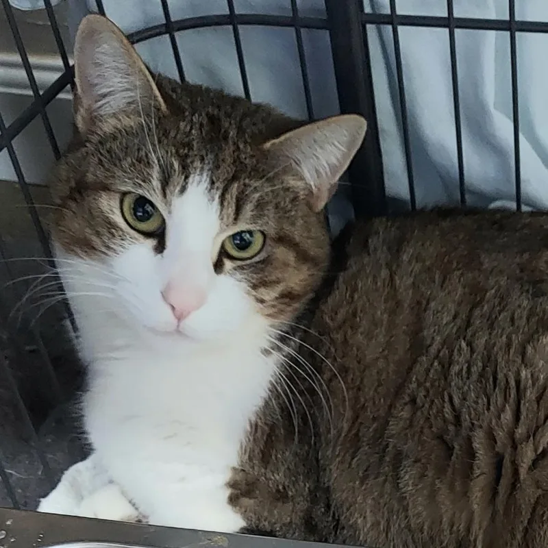 An adult medium-sized male Brown / Chocolate Domestic Short Hair cat named Maui for adoption in Los Angeles, CA
