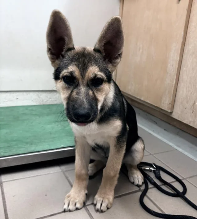 A baby small-sized female German Shepherd Dog dog named Roo for adoption in Santa Barbara, CA