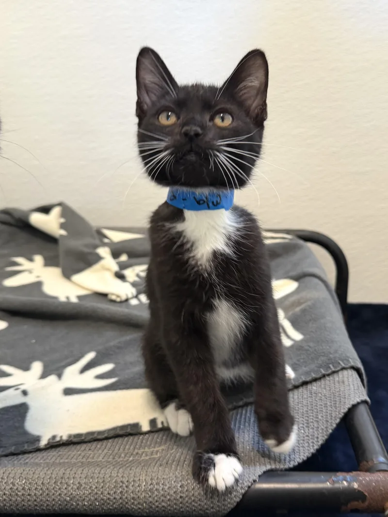 A baby medium-sized male White Domestic Short Hair cat named Kola for adoption in Chicago, IL