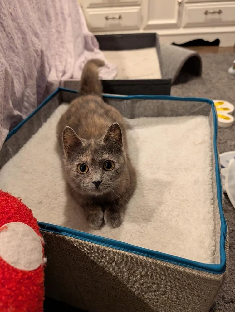 A baby small-sized female Domestic Short Hair cat named Magpie for adoption in Westfield, WI