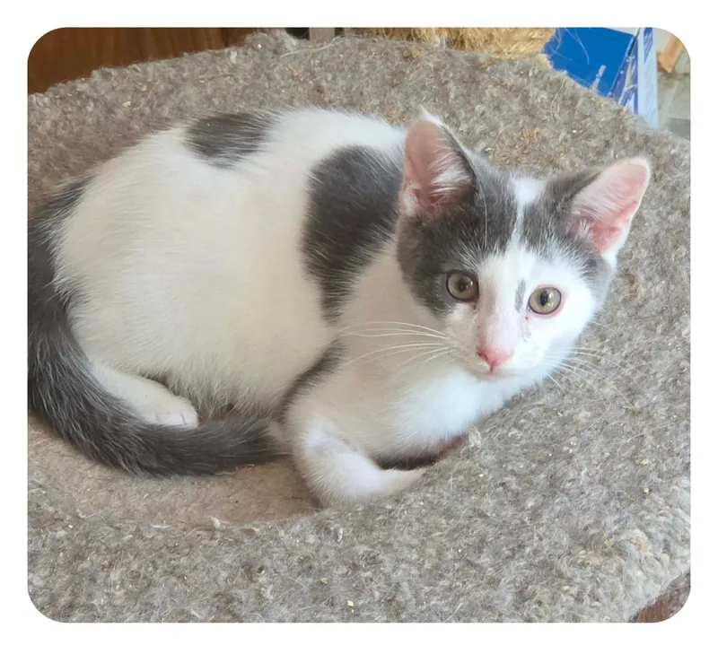 A young medium-sized male Tabby (Gray / Blue / Silver) Domestic Short Hair cat named Leon for adoption in Harrison, MI