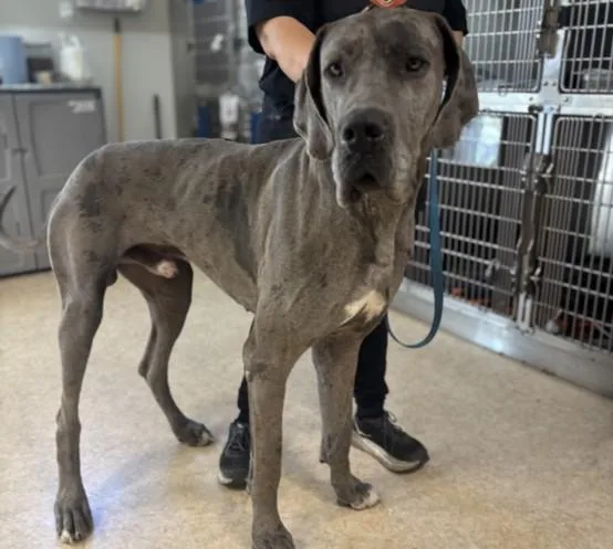 An adult extra large-sized male Great Dane dog named Mondo for adoption in San Pedro, CA