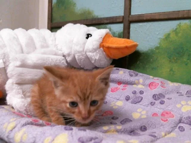 A baby small-sized male Domestic Short Hair cat named Randy for adoption in Houston, TX