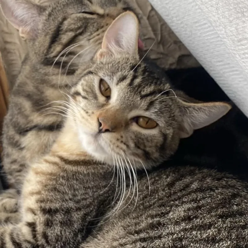 A young medium-sized female Brown / Chocolate Domestic Short Hair cat named Stick Stickly for adoption in Buffalo, MN