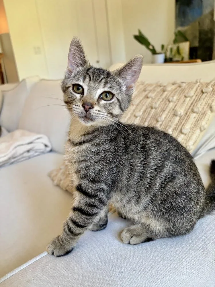 A baby small-sized male Domestic Short Hair cat named Frick for adoption in Chicago, IL