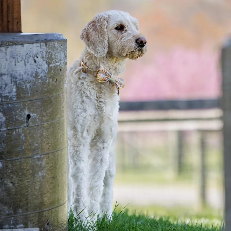 An adult medium-sized female White / Cream Poodle dog named Princess Paisley for adoption in Marshall, VA