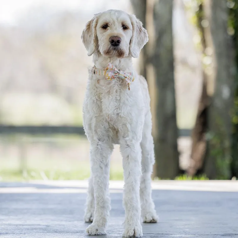 Princess Paisley thumbnail 3