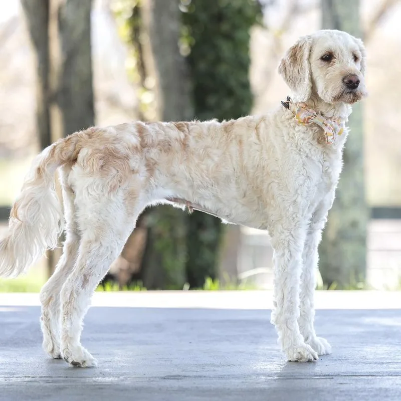 Princess Paisley thumbnail 5