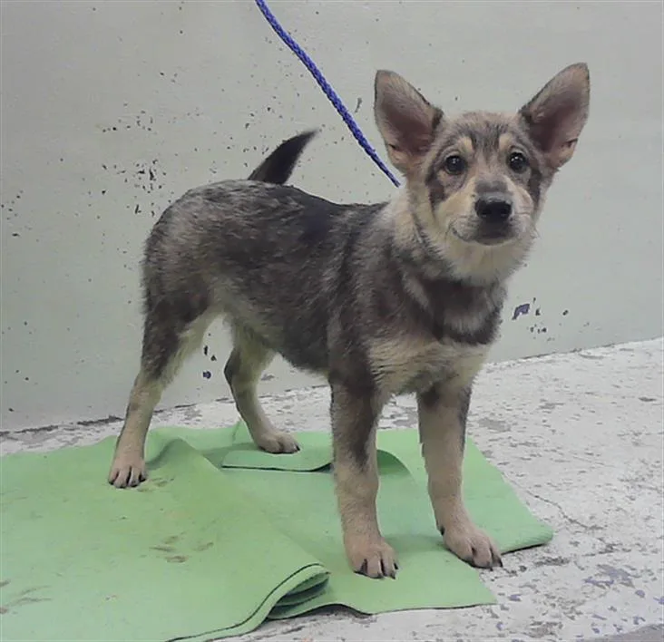 A baby small-sized female Siberian Husky dog named Corrina for adoption in Houston, TX