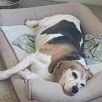 An adult medium-sized female Beagle dog named Bean for adoption in Alma, MI