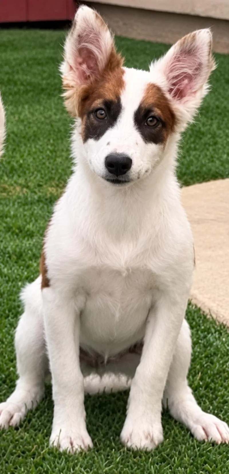 A young medium-sized female Border Collie dog named Petunia for adoption in Longmont, CO