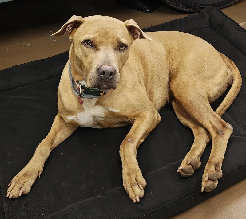 A young medium-sized female Golden American Staffordshire Terrier dog named Lilikoi for adoption in Houston, TX