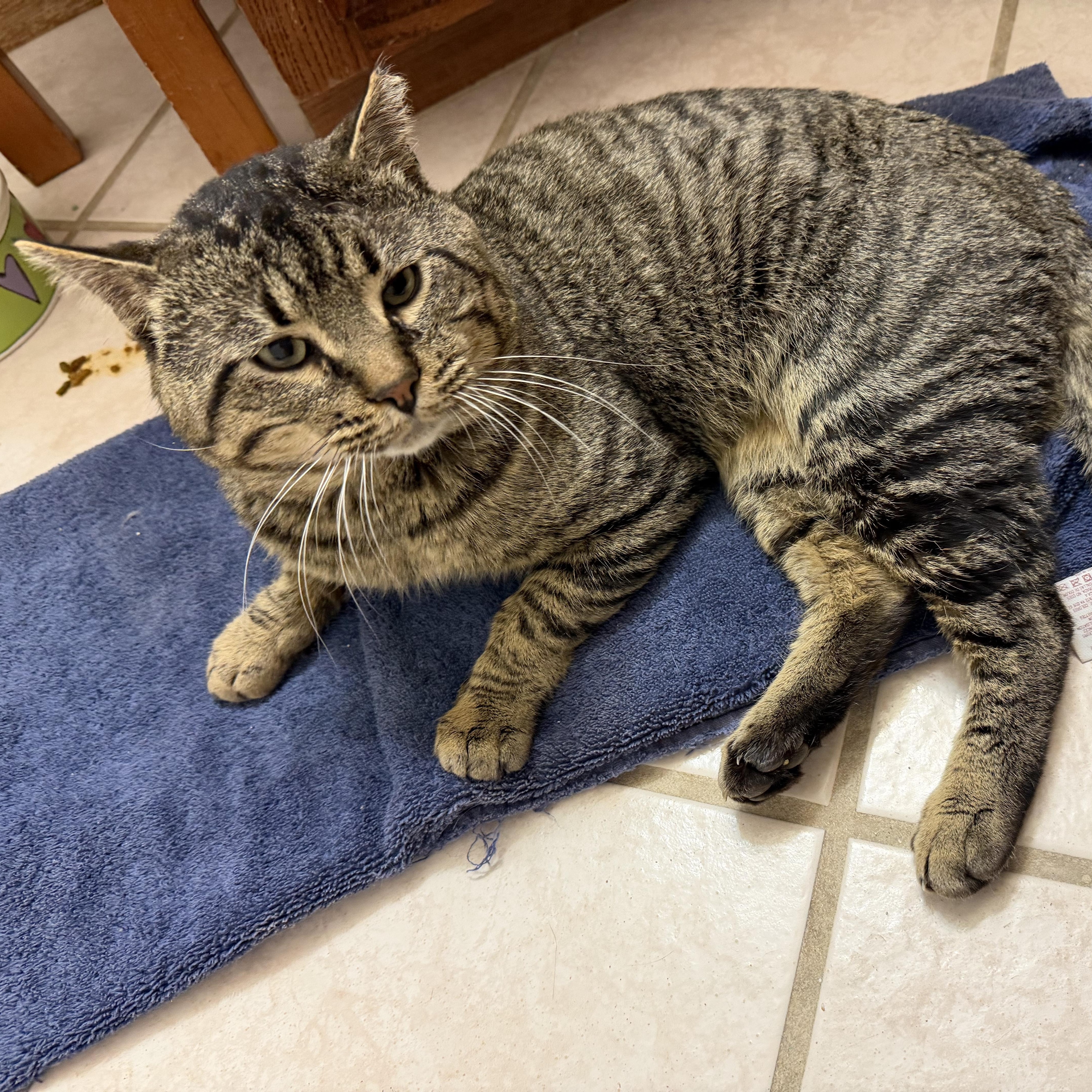 Henry Vii thumbnail 2