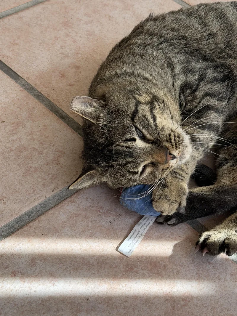 Henry Vii thumbnail 3