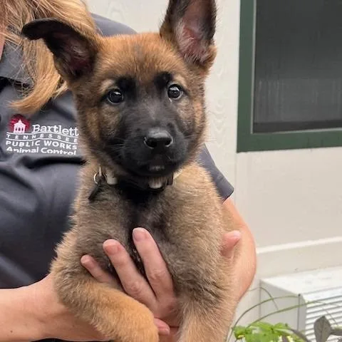 A baby small-sized male Black German Shepherd Dog dog named Soduko for adoption in Bartlett, TN