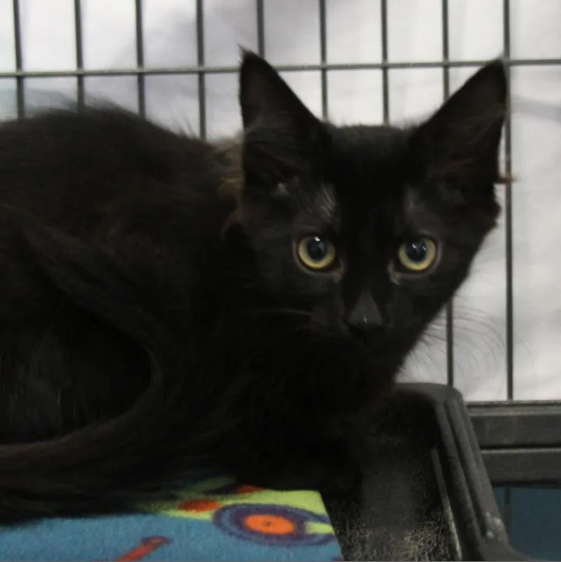 An adult large-sized female Black Domestic Medium Hair cat named Finley for adoption in Sarasota, FL