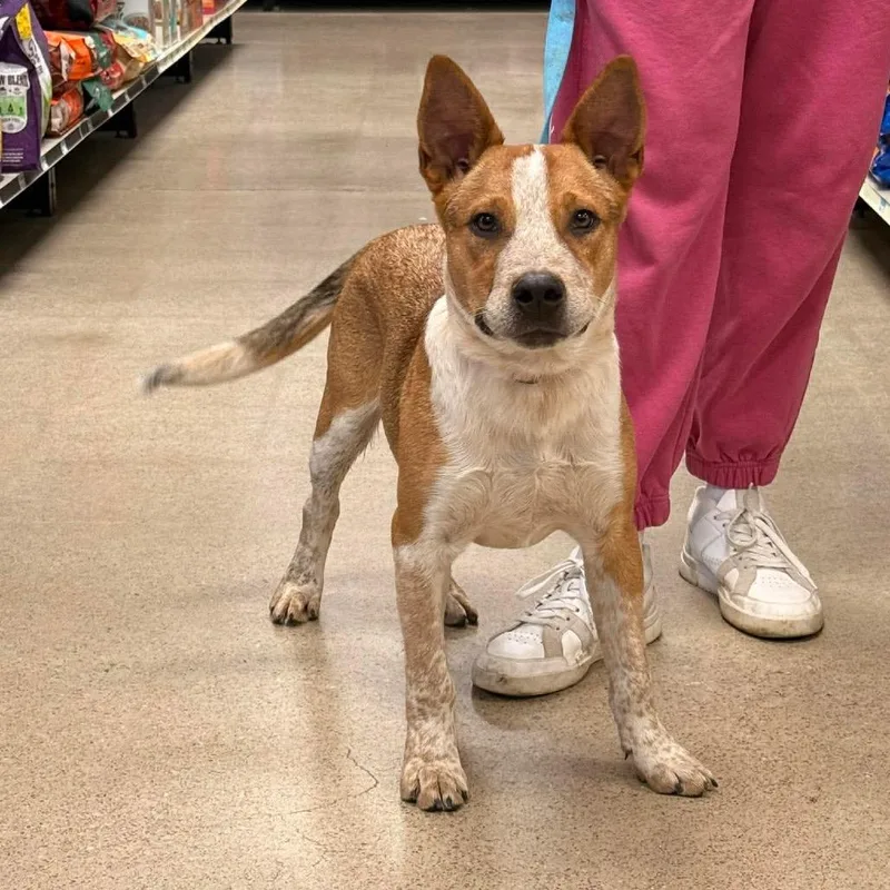 A young medium-sized male Golden Cattle Dog dog named Rooster for adoption in Pittsburg, KS