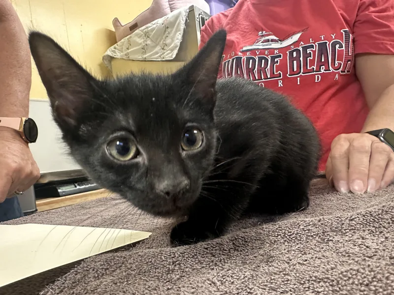 A young medium-sized male Black Domestic Short Hair cat named Chile for adoption in Chattanooga, TN