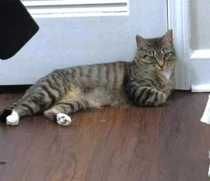 An adult medium-sized female Domestic Short Hair cat named Twirl for adoption in Washington, DC