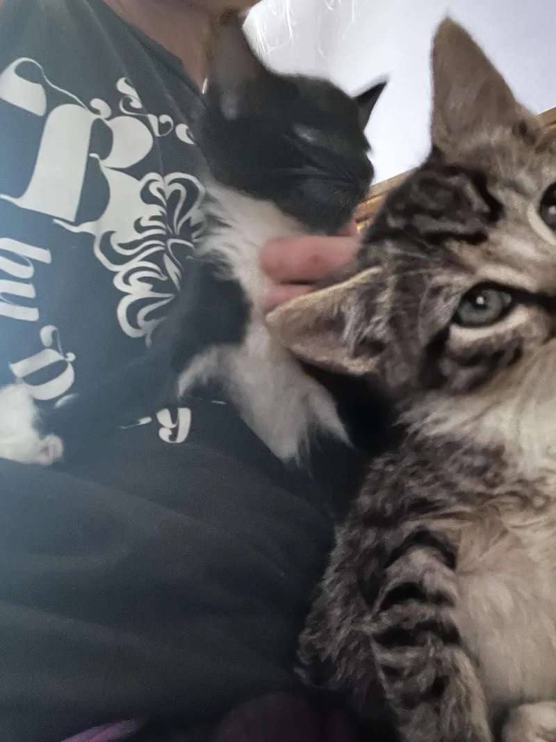 A baby small-sized female Black & White / Tuxedo Tuxedo cat named Palace Cat for adoption in Newark valley, NY