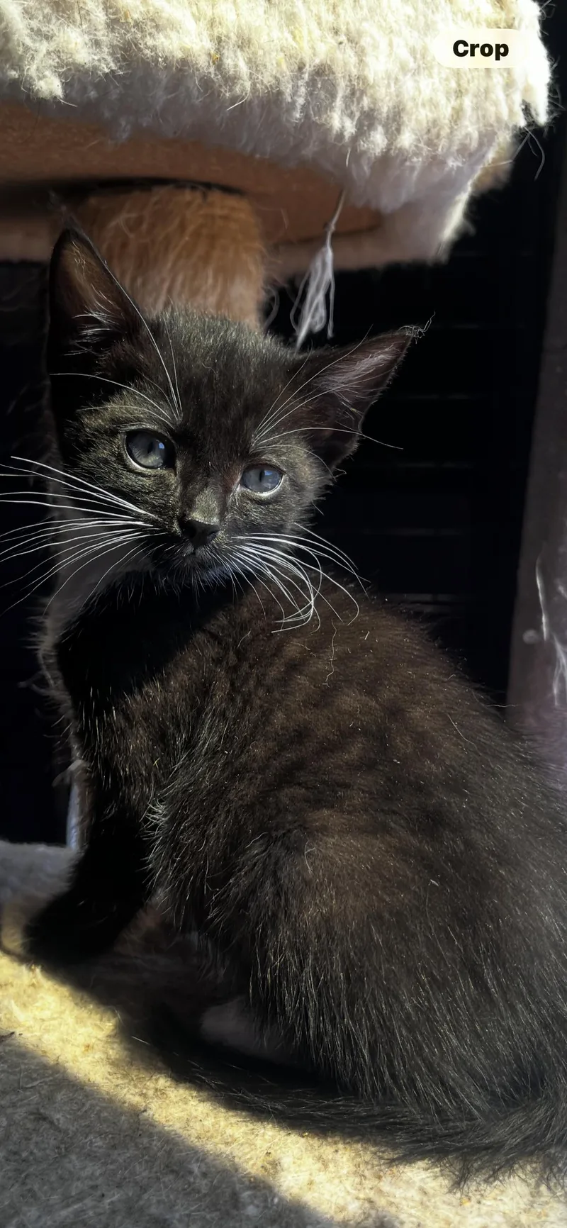 Palace Cat thumbnail 2