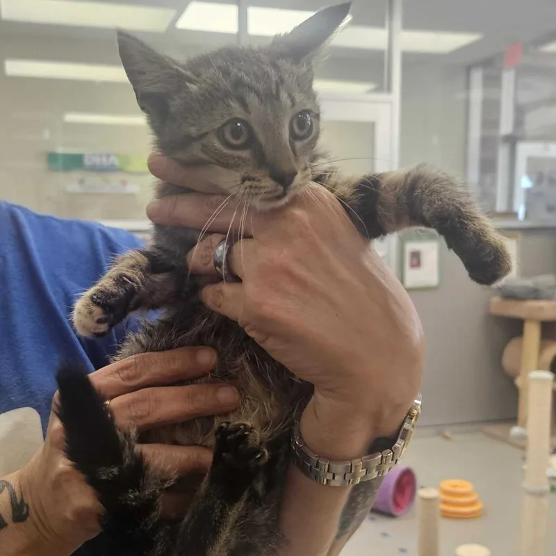 A baby small-sized female Gray / Blue / Silver Domestic Short Hair cat named Starboard for adoption in Newark, DE