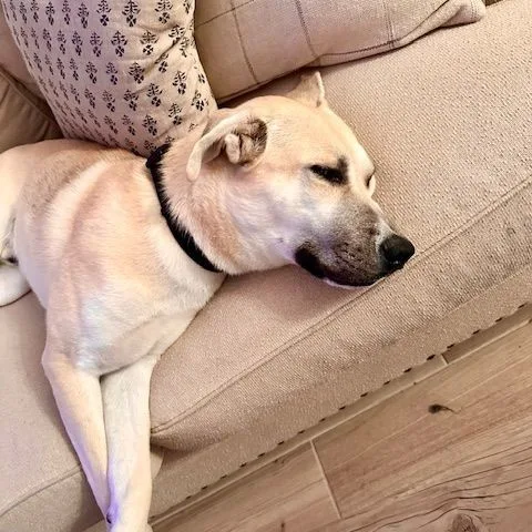 Jack Frost thumbnail 3