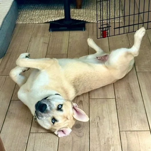 Jack Frost thumbnail 4