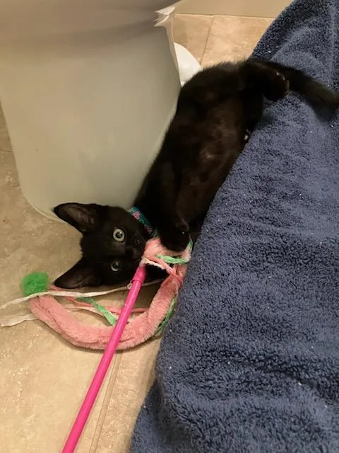 A baby medium-sized female Domestic Short Hair cat named Henna for adoption in Lincoln, CA