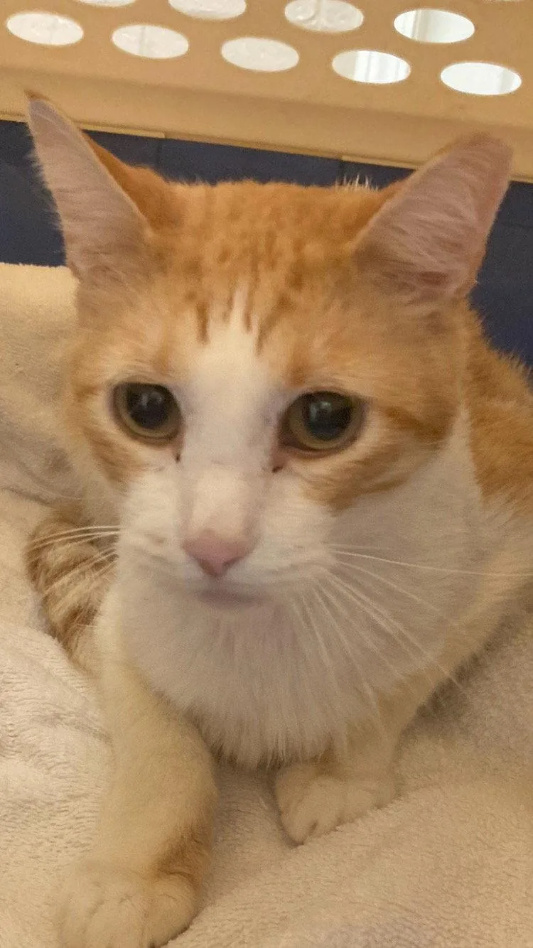 An adult large-sized male Orange & White Domestic Short Hair cat named Buddy The Cat for adoption in Kansas City, MO
