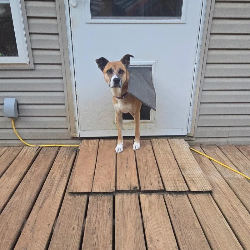 An adult medium-sized female Apricot / Beige Shepherd dog named Marilyn for adoption in Newfoundland, NJ