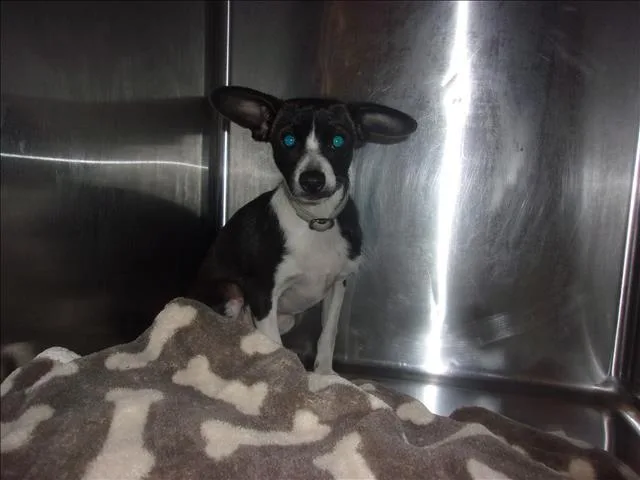 A baby small-sized male Chihuahua dog named Doug for adoption in Van Nuys, CA