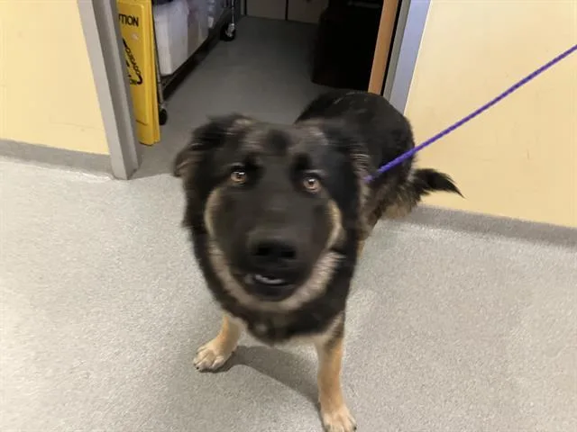 A young large-sized male German Shepherd Dog dog named Cyrus for adoption in Tustin, CA