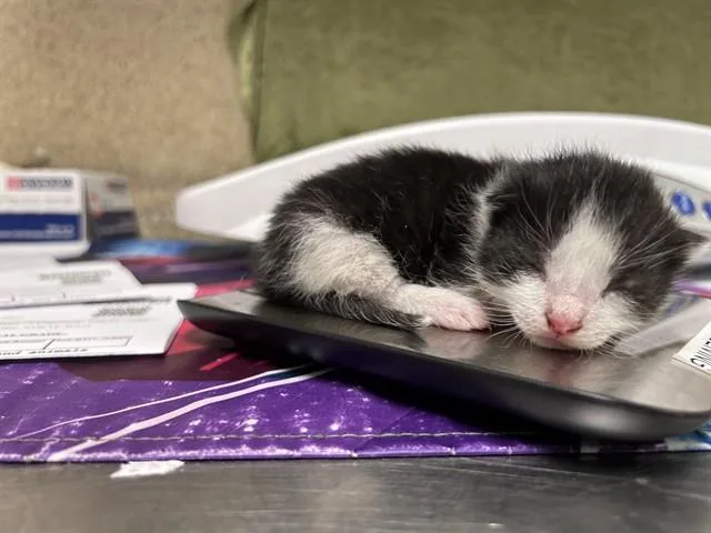 A baby small-sized male Domestic Short Hair cat named Stevie for adoption in Riverside, CA