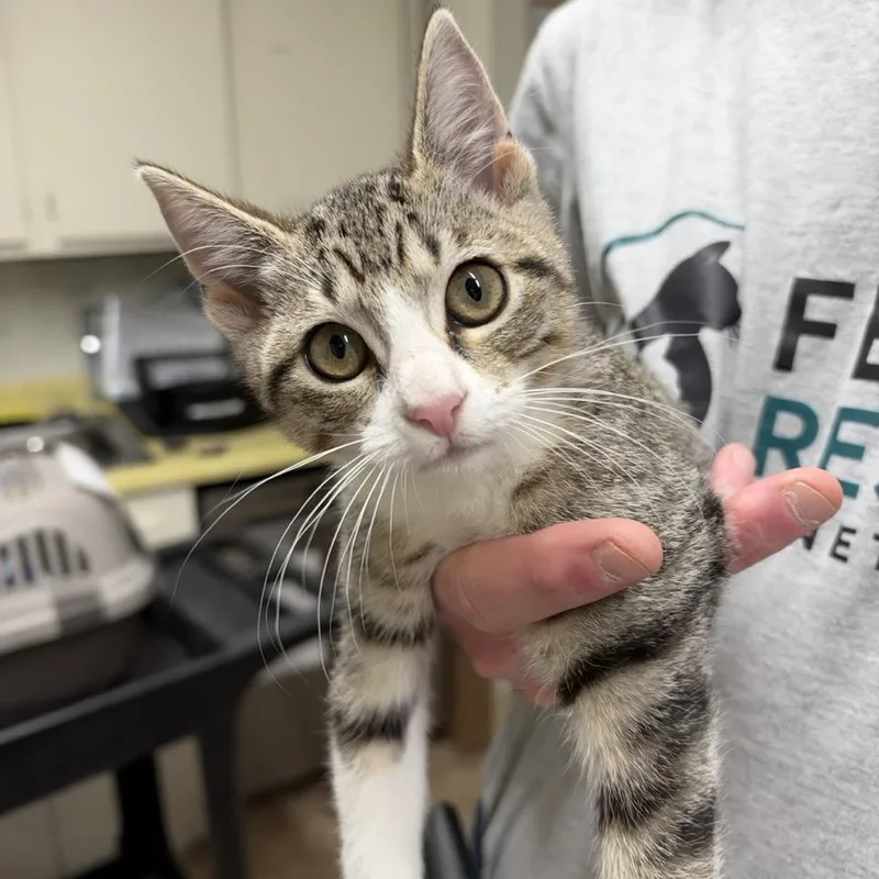 A baby small-sized female Gray / Blue / Silver Domestic Short Hair cat named Sage for adoption in Colorado Springs, CO
