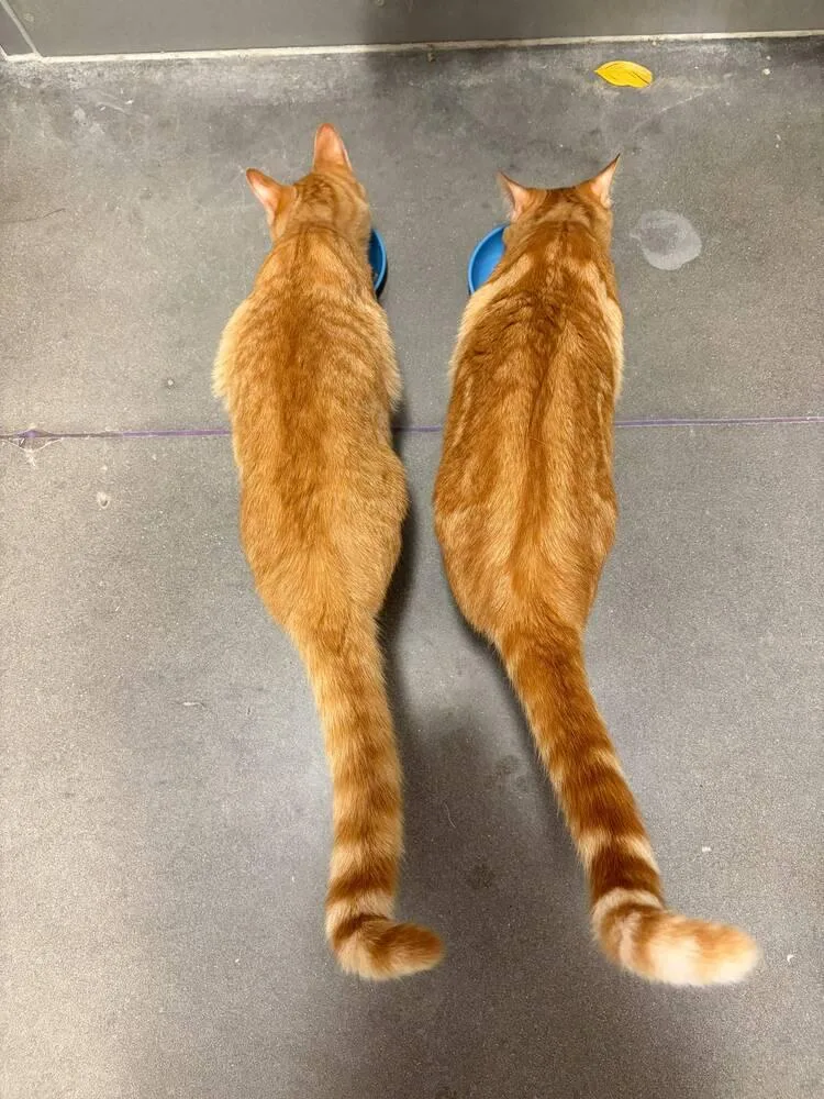 An adult small-sized male Tabby (Orange / Red) Domestic Short Hair cat named Cheetos for adoption in Orlando, FL