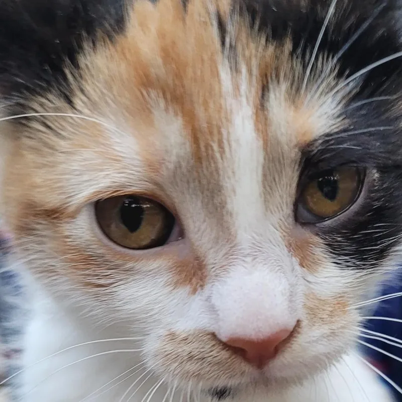 A baby small-sized female Domestic Short Hair cat named Jackie for adoption in Allyn, WA