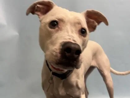 An adult large-sized female Pit Bull Terrier dog named Beatrice for adoption in Woodbury, MN