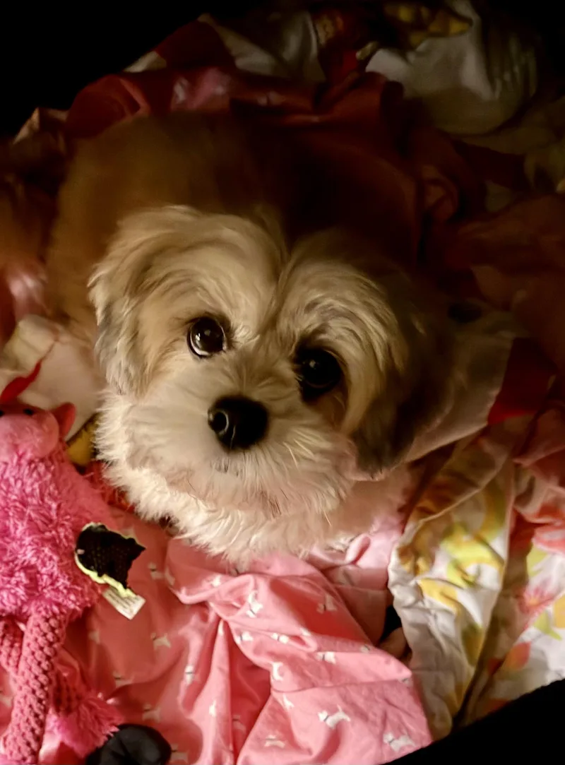 A young small-sized female Lhasa Apso dog named Presley for adoption in Fosters, AL