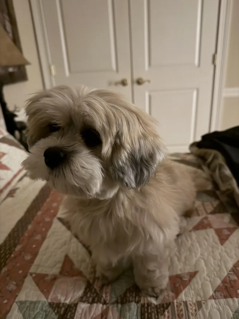 Presley thumbnail 2