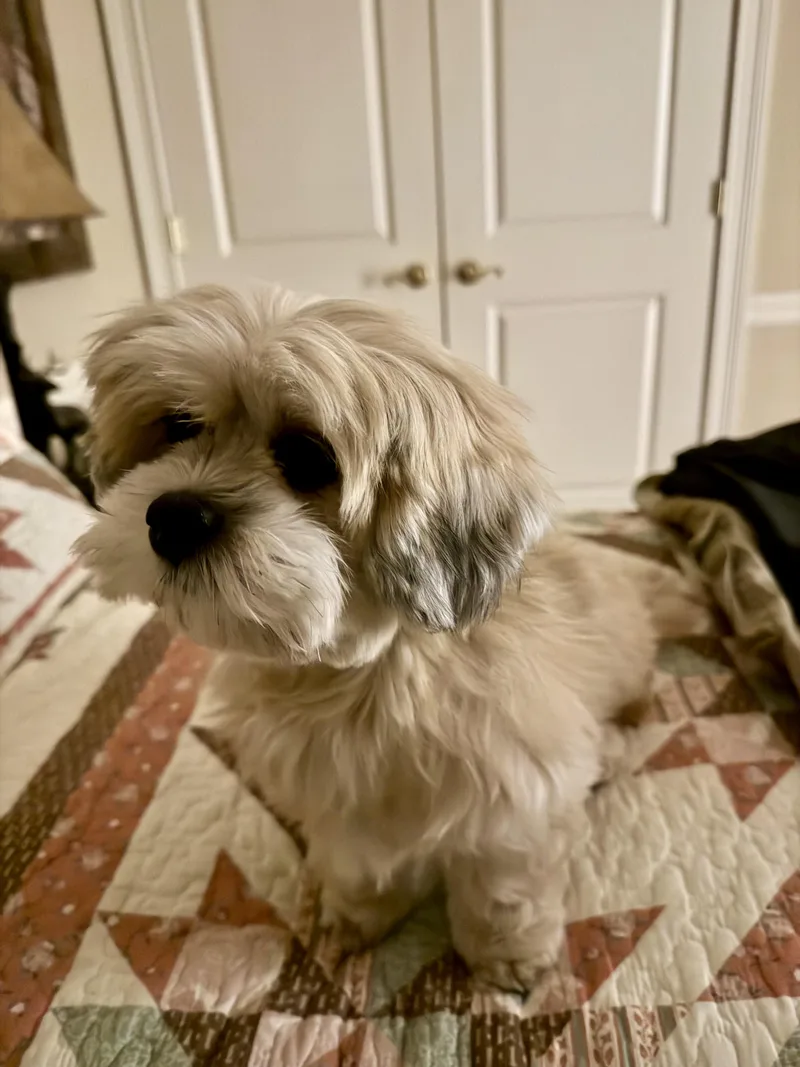Presley thumbnail 5