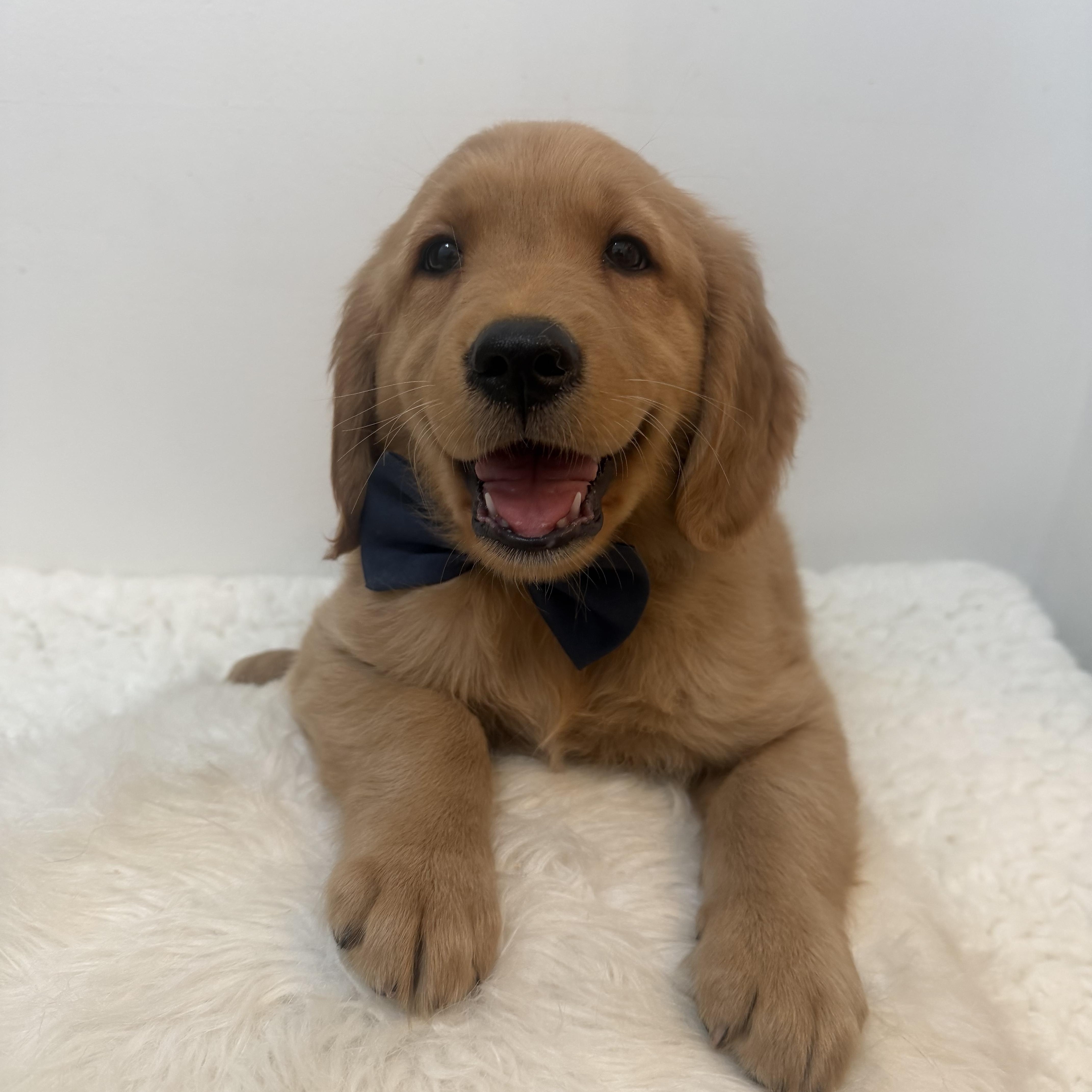 A baby large-sized male Golden Retriever dog named Koloki for adoption in Wrightstown, NJ