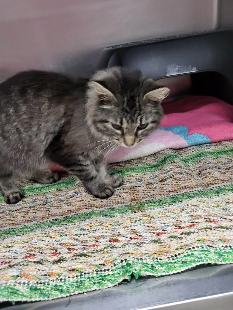 A young medium-sized female Domestic Long Hair cat named Tabby for adoption in Medford, WI