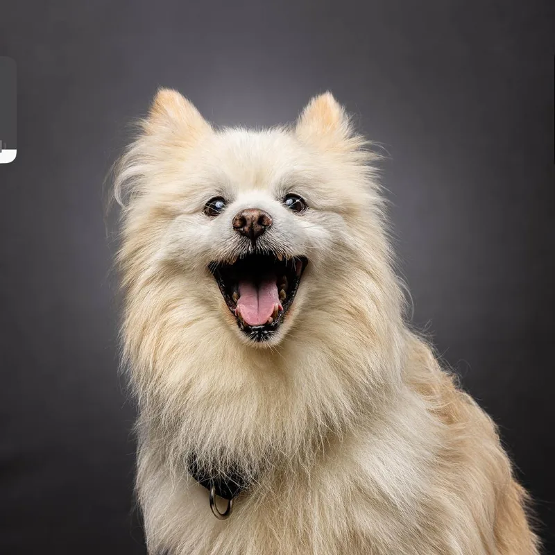 A senior small-sized male White / Cream Pomeranian dog named Ozzy for adoption in Jupiter, FL