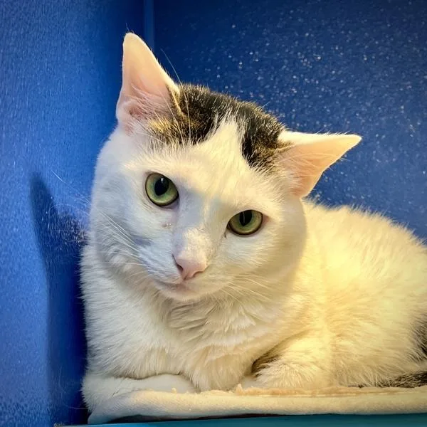 An adult medium-sized male Domestic Short Hair cat named Dobby for adoption in Sioux City, IA