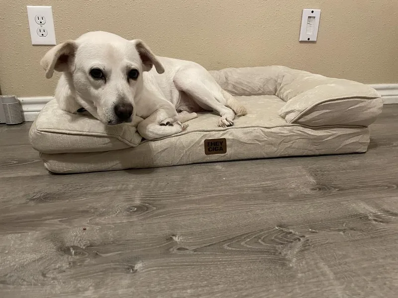 Rufus 💜 thumbnail 2