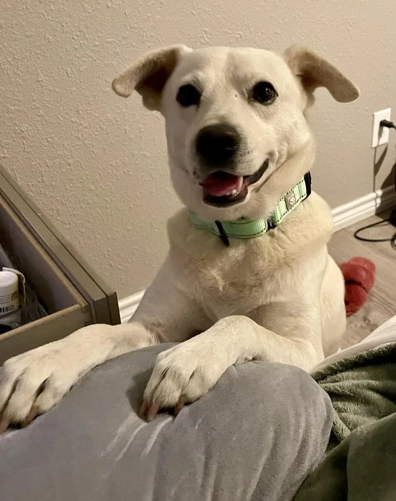 Rufus 💜 thumbnail 3