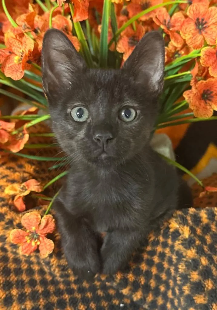 A baby small-sized male Domestic Short Hair cat named George for adoption in Stillwater, OK