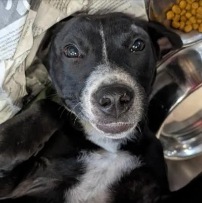 A young medium-sized female Labrador Retriever dog named Lady for adoption in San Antonio, TX
