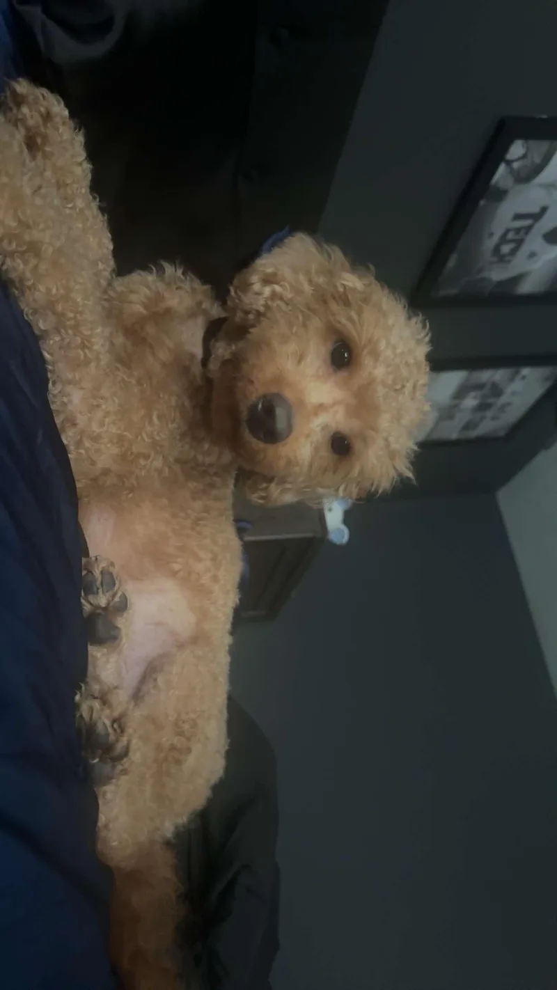 Teddy